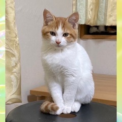 王子さまみたい🤴品の良いルノくん♂3ヶ月