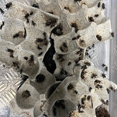 安売り！餌用　コオロギ　50＋α