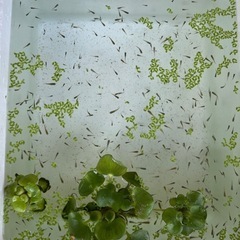 MIXメダカ稚魚1匹2円〜