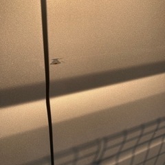 ホンダ　バモス5mt 11月中旬までの画像