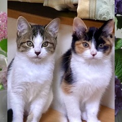 🌸スウィート姉妹🐱🐱🌸アルちゃん＆モネちゃん