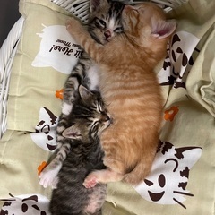 子猫さんの里親募集‼️