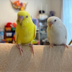 セキセイインコ 2024.4生まれ お迎え検診済み