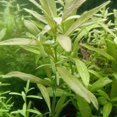 水草　ハイグロフィラ10本【商談中】