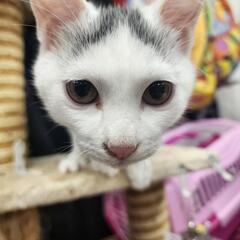 白にグレーのハチワレ君