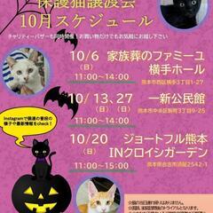抱っこOK！子猫も成猫も！保護猫譲渡会