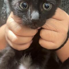【一時保留】可愛い黒猫ちゃん
