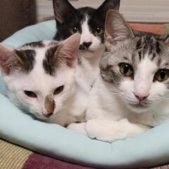 【推定5カ月くらい】兄弟子猫 - 里親募集
