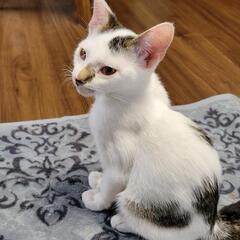 【推定5カ月くらい】兄弟子猫 - 秩父市