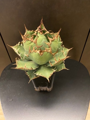 中株　アガベ　チタノタ　シーザー