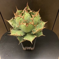 中株 アガベ チタノタ シーザー