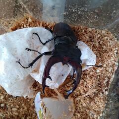 今年最後の営業です‼️世界のクワガタ売ります‼️