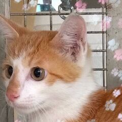 とっ～ても優しい茶白5ヶ月くらい
