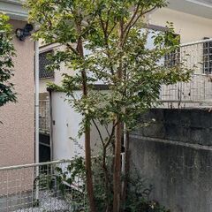 【最終募集】ヒメシャラ
