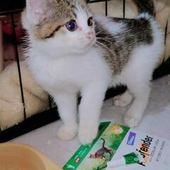 シロキジメス　目の治療終わりました - 猫