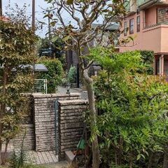 サルスベリ