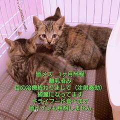 キジトラメスその1　慣れてきました　兄弟姉妹　実際見ていただき選んでいただけたらと思います − 三重県