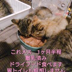 キジトラメスその1　慣れてきました　兄弟姉妹　実際見ていただき選んでいただけたらと思います - 里親募集