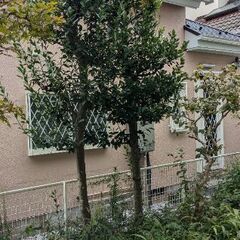 【最終募集】月桂樹