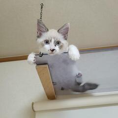  🖤受付終了🖤🍀譲渡会🍀 ポイントカラーの子猫 - 猫