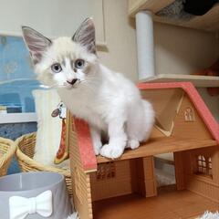  🖤受付終了🖤🍀譲渡会🍀 ポイントカラーの子猫