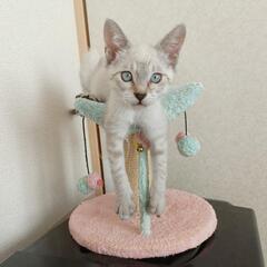  🖤受付終了🖤🍀譲渡会🍀 ポイントカラーの子猫 - 里親募集