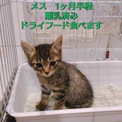 キジトラメスその1　慣れてきました　兄弟姉妹　実際見ていただき選んでいただけたらと思います - 猫