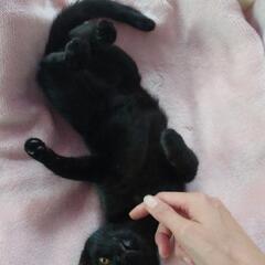 ブラックソリッド　オスその1　　7/22生まれ 　猫白血病ウイルス陰性、猫免疫不全ウイルス抗体陰性　予防接種済　去勢手術済み − 三重県