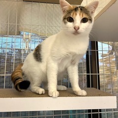 美人すぎる三毛猫１歳