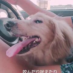 ミニチュアダックスフント　レッド　オス　去勢手術終わりました　
