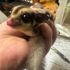フクロモモンガ ノーマルオス