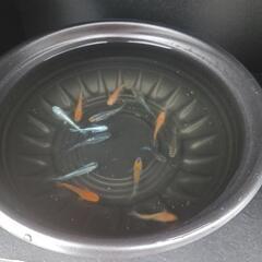 10/26めだか販売の画像