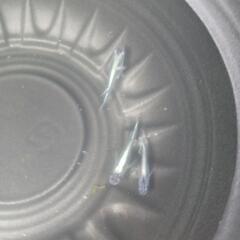 10/26めだか販売の画像