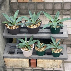 アガベ.リュウゼツラン