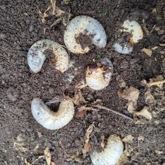 カブトムシの幼虫