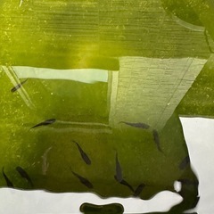 黒いメダカ