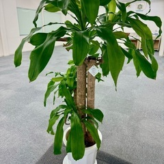 観葉植物　幸福の木　ドラセナマッサンゲアナ