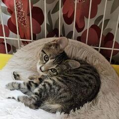 サブちゃん🍀オス2ヶ月半ぐらい