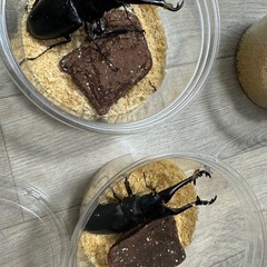 YouTube登録でギラファノコギリあげます！の画像