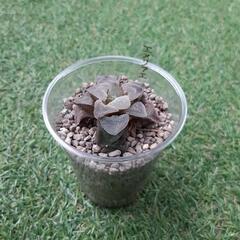 エメリアエ（2） 多肉植物　ハオルチアの画像