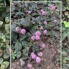 ˚✧₊⁎ポリゴナムヒメツルソバ•姫蔓蕎麦⁺˳✧༚*花苗　