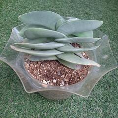 神刀　多肉植物　クラッスラ属