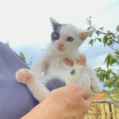 【11/18情報更新】【里親さま決まりました】白黒猫　生後3ヶ月...