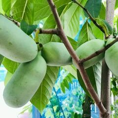 ポポーの種子10粒の画像
