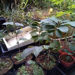 ポポーの種子10粒の画像