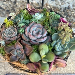 🍀多肉植物の寄せ植え🍀③sold out★