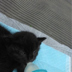 子猫の里親を探しています