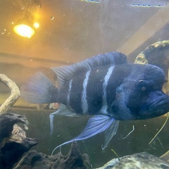 キフォティラピア・フロントーサ約20cmの画像