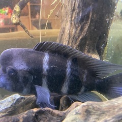 キフォティラピア・フロントーサ約20cmの画像