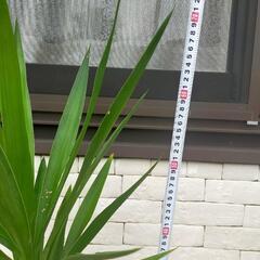 ユッカ青年の木②の画像